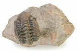 Curled Reedops Trilobite - Atchana, Morocco #319927-2